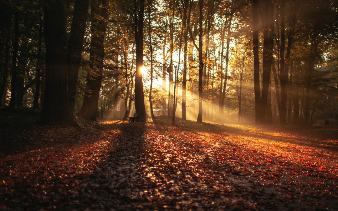 Woods at sunlight