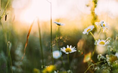 Spring into Stillness