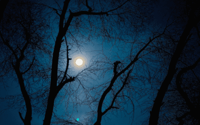 What a Little Moonlight Can Do