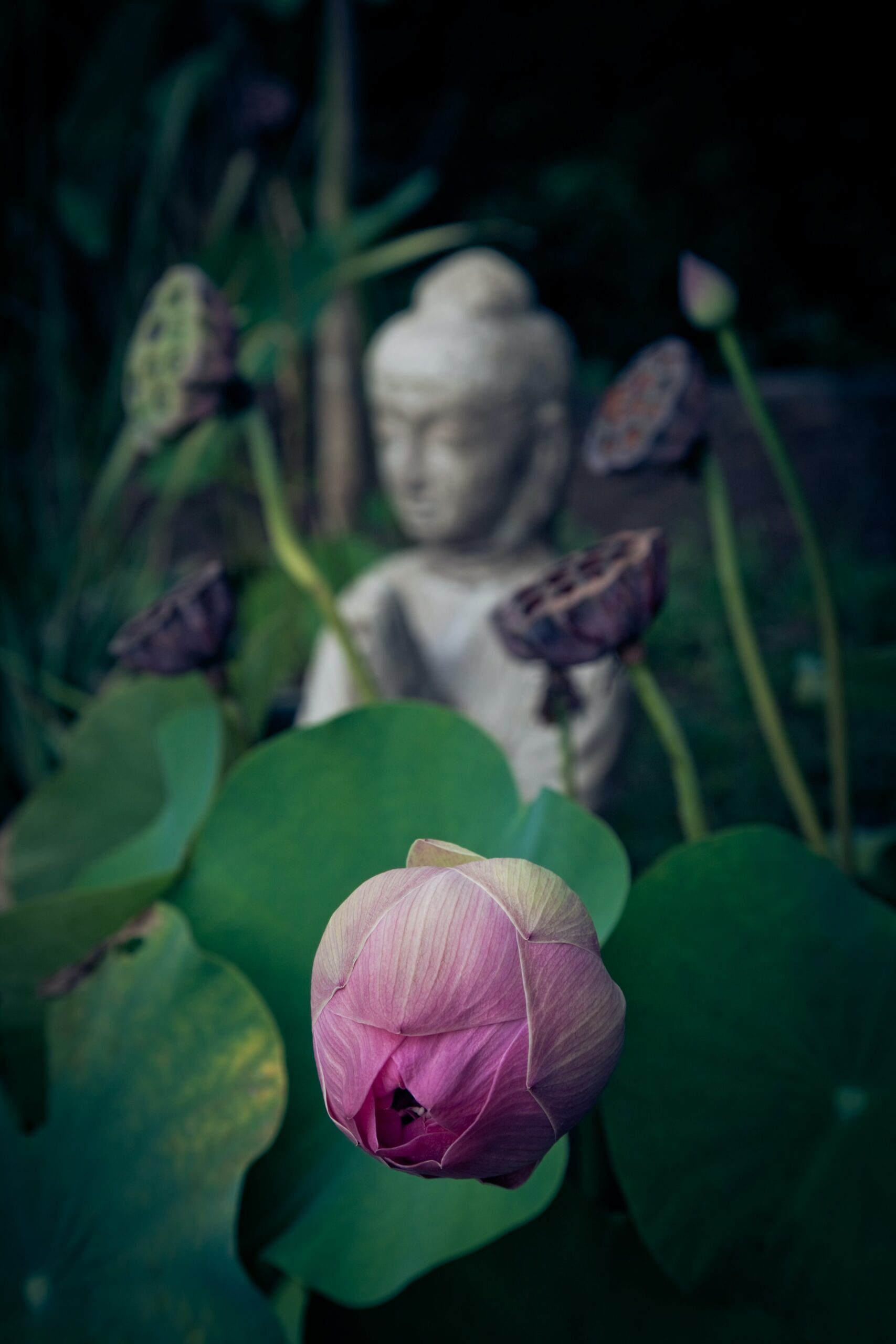 buddha and flower bud